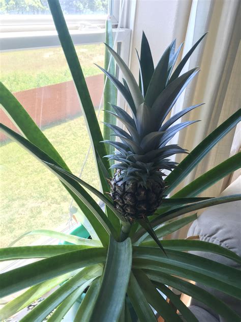 Advice On Growing A Baby Pineapple Rindoorgarden