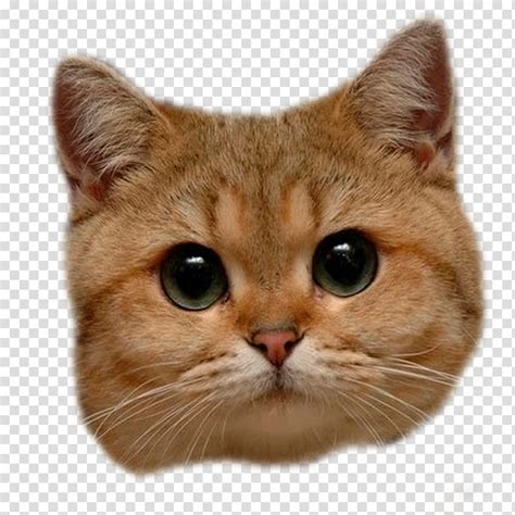 Cat Head Orange Tabby Cat Transparent Background Png Clipart Hiclipart