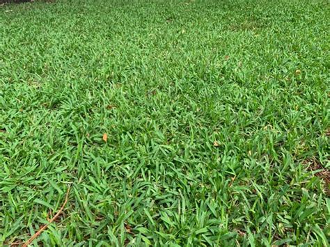 New Orleans Help Identifying Grass