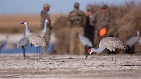 Sandhill Crane Hunting Colorado Youtube