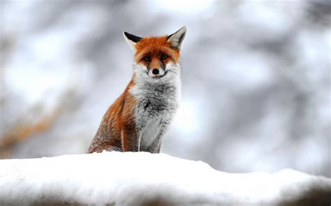 Cute Fox In Winter Wallpaper For 1920x1200