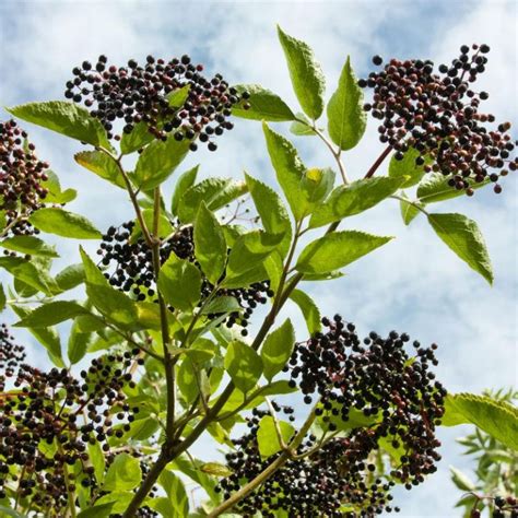 Elderberry Bush Varieties Different Types Of Elderberries Plants