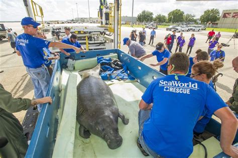 Seaworld Orlando Manatee Rescue