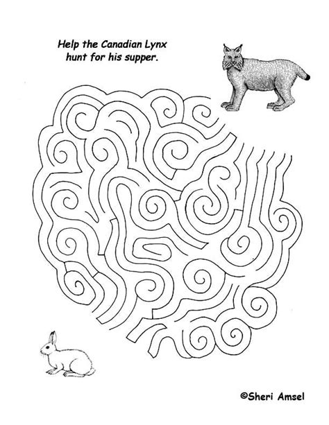 Maze What Does The Lynx Eat Exploring Nature Educational Resource