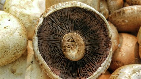 growing mushrooms at home bunnings australia