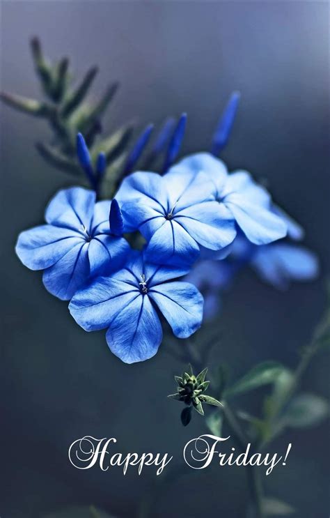 Blue Flowers With The Words Happy Friday Written On Them