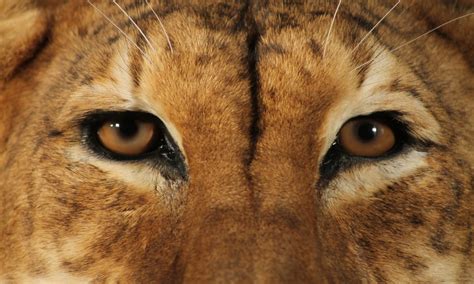 The Tigons Return A Rare Tiger Lion Takes Over The Manchester Museum
