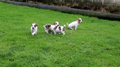 jack russell mix puppies  sale youtube