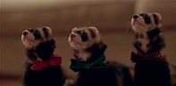 New Holiday Movie Shines A Light on Ferrets | Pet Age