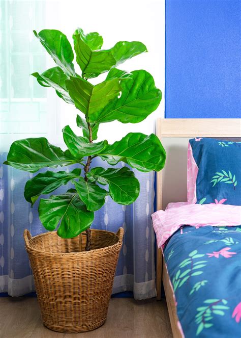 Fiddle Leaf Fig Care Pruning Propagation And Watering New Idea Magazine