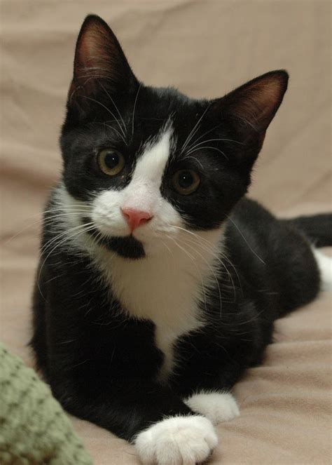 149 Best Tuxedo Cats Images On Pinterest