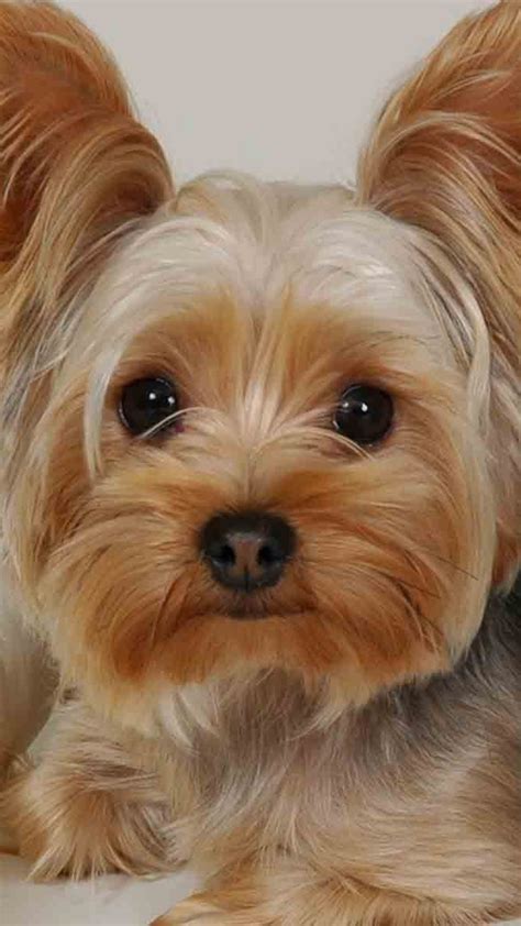 Yorkie Pictures Wallpaper 62 Images
