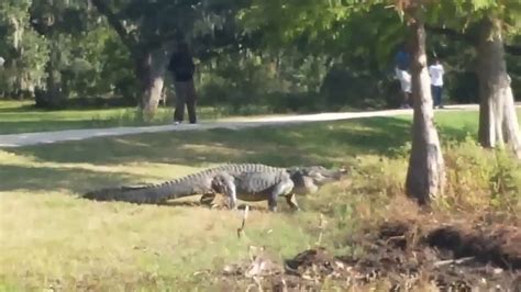 The Biggest Alligator At Brazos Bend State Park Youtube