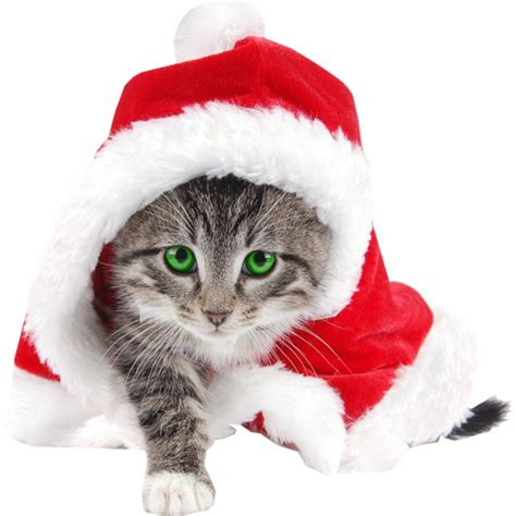 Christmas Pic Png Kitten Png Mart