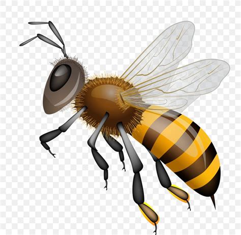 Western Honey Bee Vector Graphics Clip Art Drawing Png 784x800px Bee