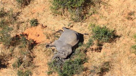 Catastrophic Elephant Deaths Mystery Hundreds Have Dropped Dead In