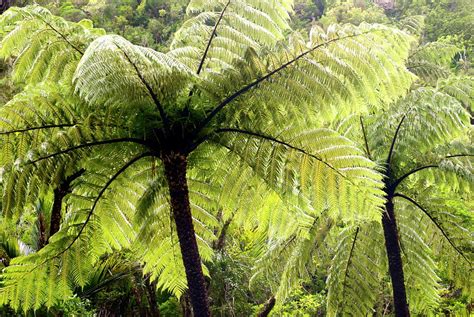 Ponga Tree Fern Canopy New Zealand Photograph By Lazingbee Pixels