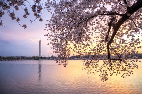 Cherry Blossoms At The Washington Monument