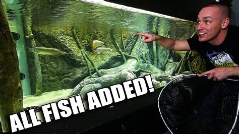 Entertaining and educating viewers with a wide range of. FISH ARE IN THE 2,000G AQUARIUM!!! - YouTube