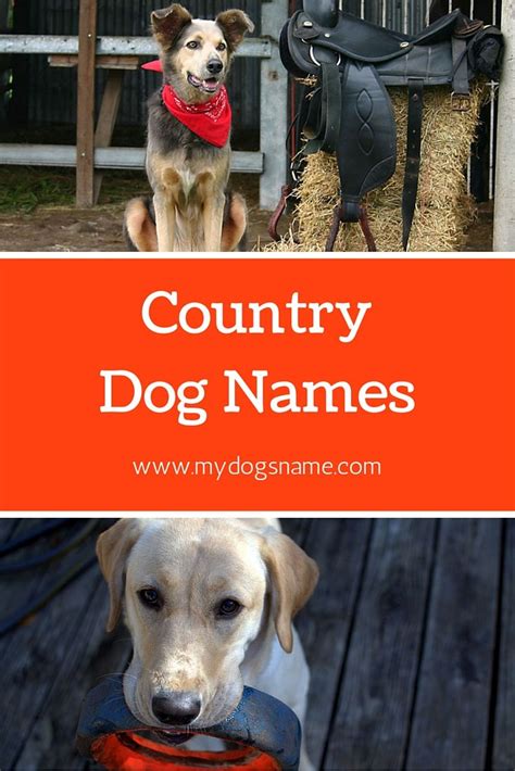 Awesome Country Dog Names 175 Southern Names Youll Love
