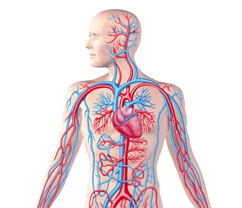 Circulatory System Diagram Labeled Robhosking Diagram