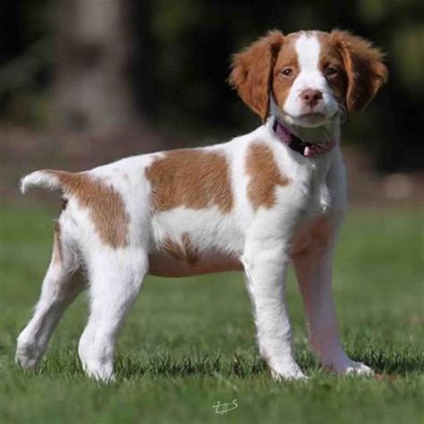 Pin By Jairo Larroza On Beleza Brittany Spaniel Puppies Brittany Dog