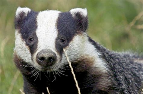 Badger Cull Will Not Stop Tb In Cattle Says New Research Farming Uk