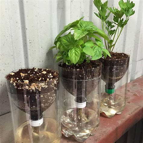 Cara menanam hidroponik dengan botol bekas sangatlah mudah dan murah karena bisa dilakukan siapapun. 7+ Cara Menanam Hidroponik Dengan Botol Bekas, Yuk Disimak!