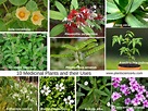 10 Medicinal Plants and their Uses with Pictures | Botanical Name ...