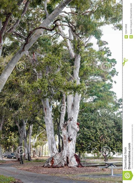 Giant Gum Eucalyptus Trees In Oceanside Park In Queensland