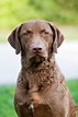 Chesapeake Bay Retriever Dog Breed » Everything About Chesapeake Bay ...