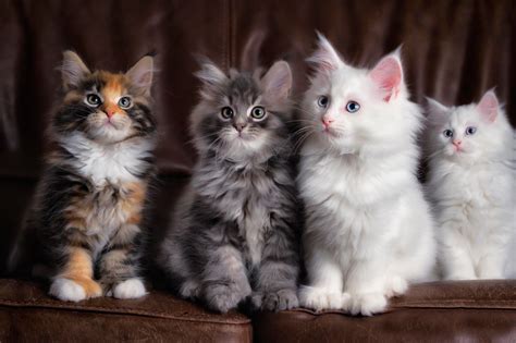 2048x1365 Kittens Cats Fluffy Colorful Cute Wallpaper