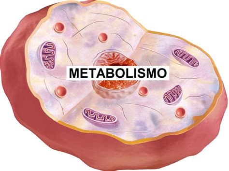 Metabolismo Webfisio