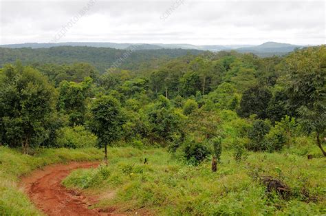 Cambodian Forests Stock Image F0316887 Science Photo Library
