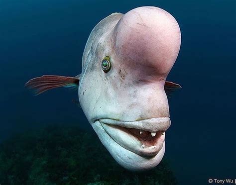 25 Terrifying Sea Creatures That Somehow Exist In This World