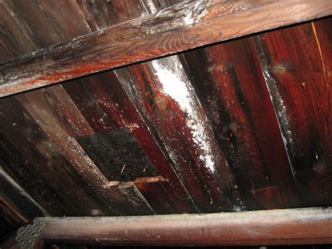 Where mold comes from and how to prevent it. Molds in Attic and How to Resolve Them - HomesFeed