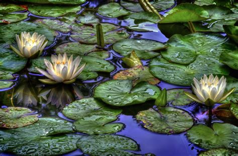 2400x1580 Water Lilies Water Drops Reflection Leaves Wallpaper