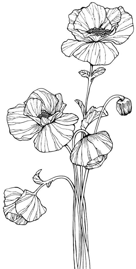 Poppies Digi Bjl Poppy Flower Drawing Flower Line Drawings Flower