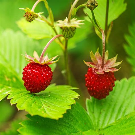 Wild Strawberry | Green Lawn Fertilizing