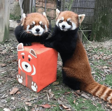 Red Pandas Posing With The Decorative Box I Made Columbus Zoo 2016