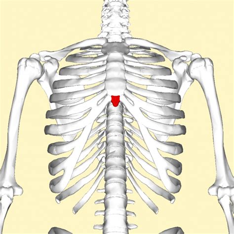 Xiphoid Process Of The Sternum