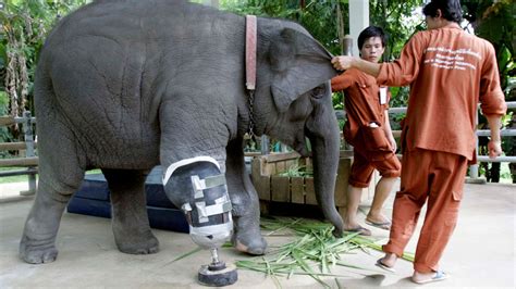 Meet Mosha The Elephant With A Prosthetic Leg Abc13 Houston