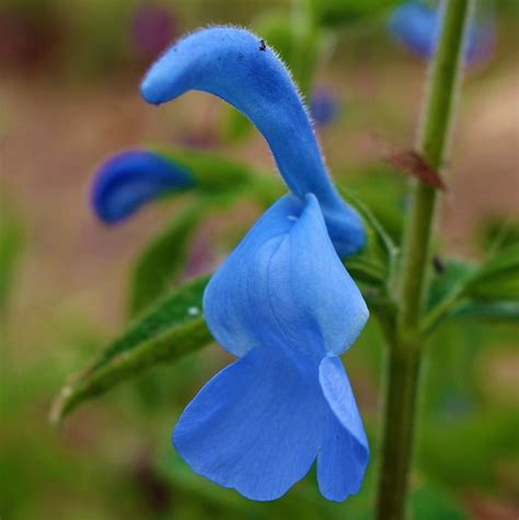 14 Flores Azules Preciosas Ejemplos Nombres Y Fotos
