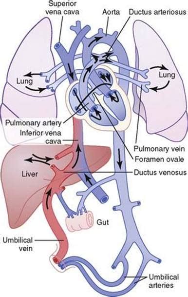 Diagram On Fetal Circulation