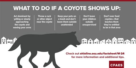 More About Urban Coyotes Cfaes On Sustainability