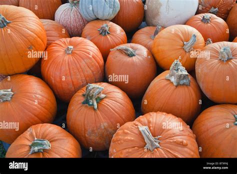 Pumpkins Stock Photo Royalty Free Image 32171934 Alamy
