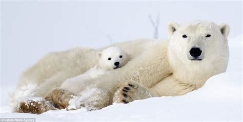 Adorable Polar Bears Cubs Clamber On Mom In Canada Express Digest