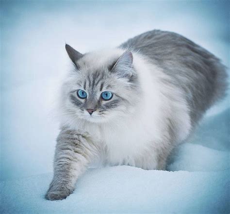 Beautiful White Cat Walking Through The Snow 😍 Whitecat