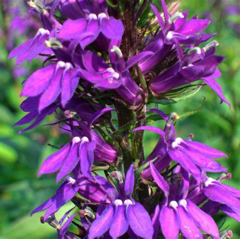 Perennial Purple Lobelia Rousedale Farm