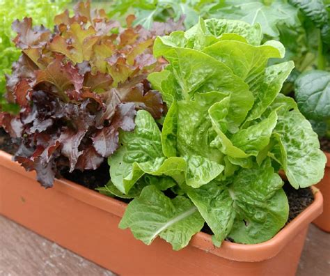 How To Grow Lettuce In Containers Recommended Container And Potting